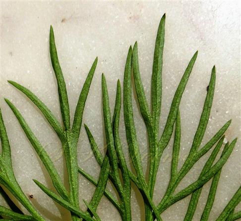 Leaf lobes